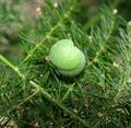 مارچوبه نرمه / گل گردی بالارونده